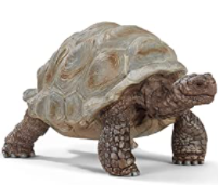 Tortoise